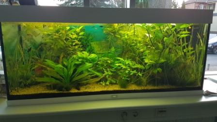 Fische 1