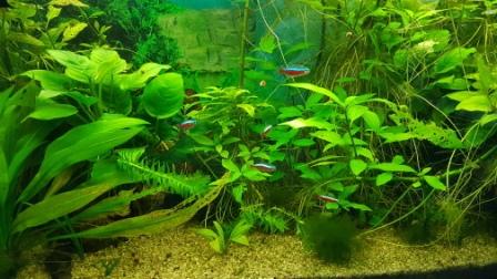 Fische 2